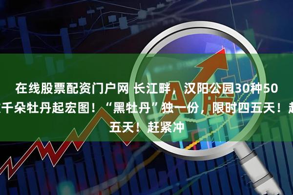 在线股票配资门户网 长江畔，汉阳公园30种500株数千朵牡丹起宏图！“黑牡丹”独一份，限时四五天！赶紧冲
